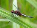 Erythrodiplax fusca (Red-faced Dragonlet) male.jpg